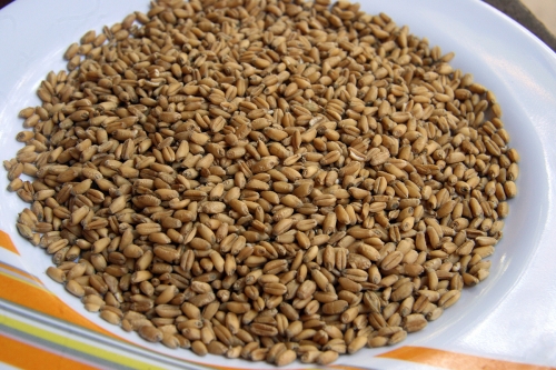 Is It Safe To Eat Wheat During Pregnancy?